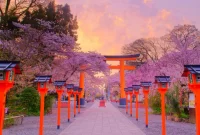 Cherry Blossoms and Beyond in Kyoto