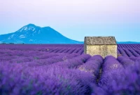 Lavender Fields of Provence: A Visual Feast