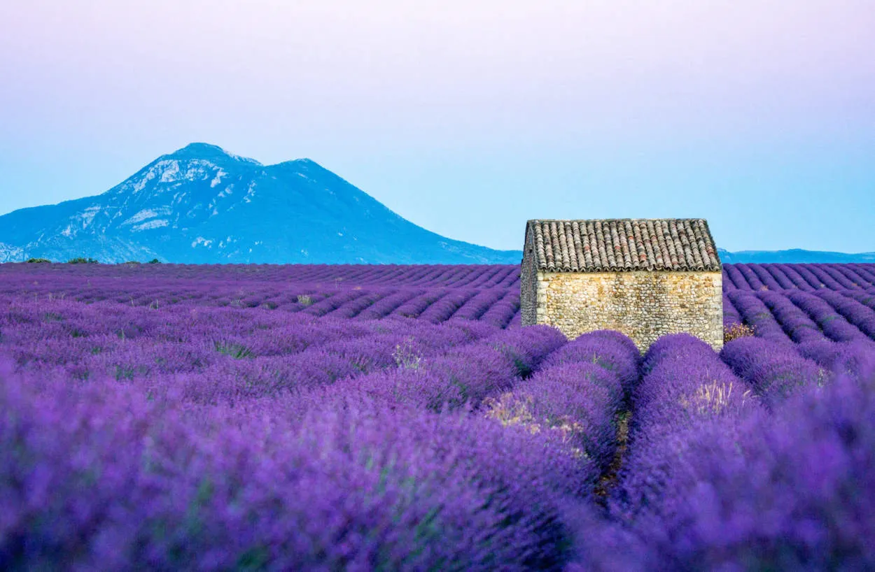 Lavender Fields of Provence: A Visual Feast